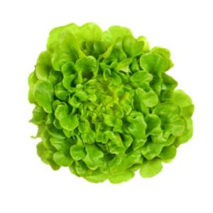 oak lettuce lettuce lahore karachi islamabad paksitan