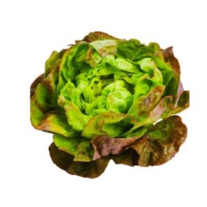 Buy Tennis Ball Lettuce in Lahore, Karachi, Islamabad and Pakistan.